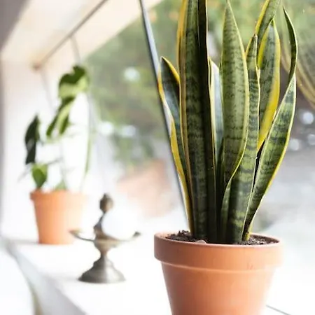 Alma Do Paco ベッド・アンド・ブレックファスト Santo Isidoro